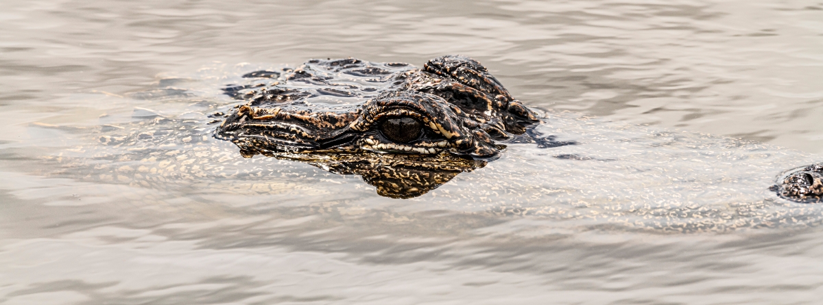 Alligator closeup