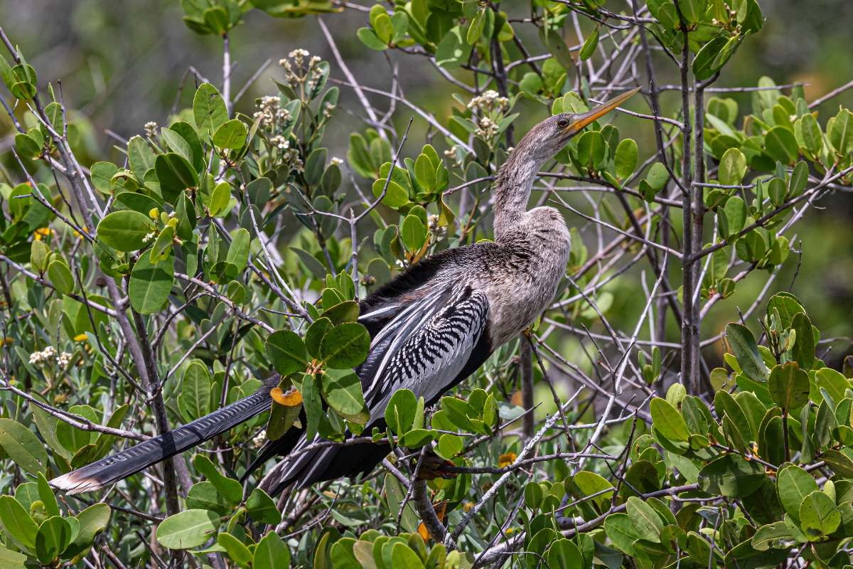 Anhinga (immature) nicknames 'water turkey' and 'snake bird'