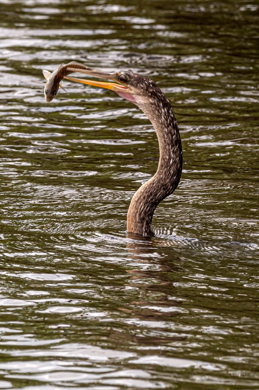 Anhinga (immature) with pierced Fish