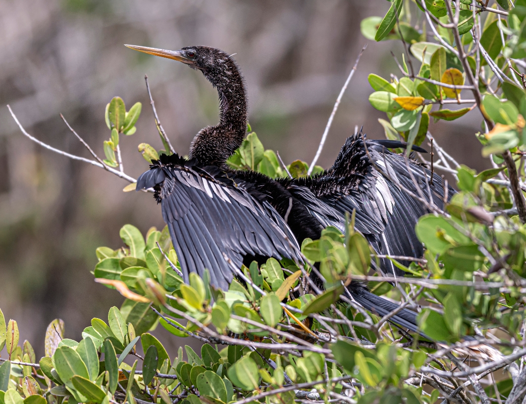 Anhinga drying wings