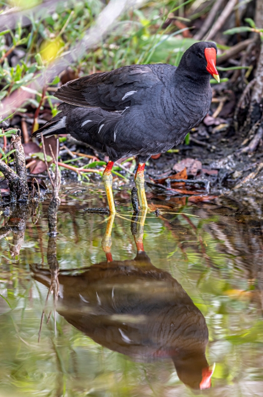 Common Gallinule (Gallinula galeata)