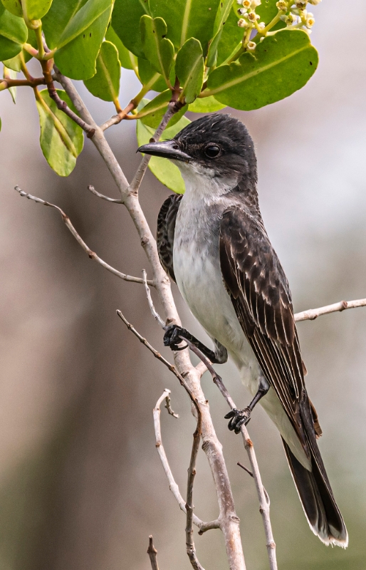 Eastern Kingbird - Tyrannus tyrannus