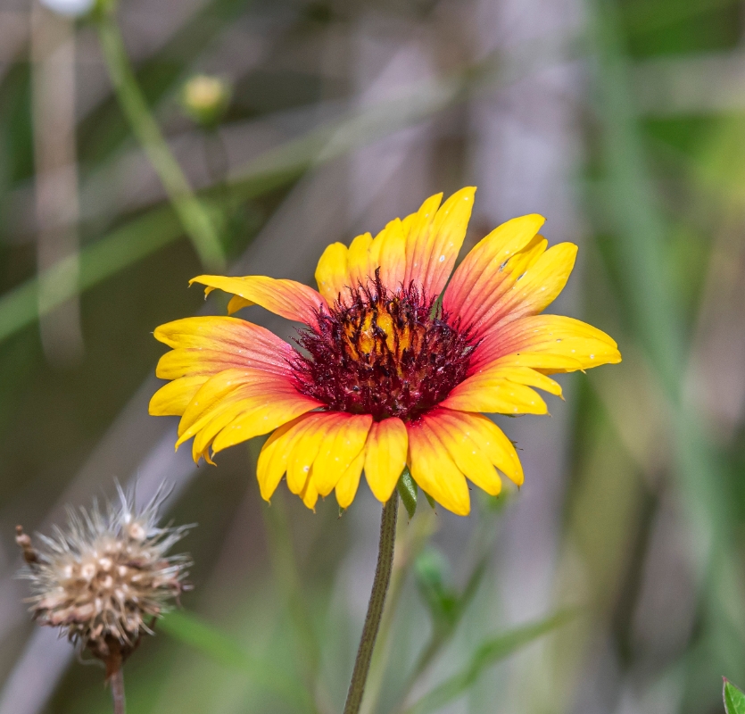 Gaillardia or 'blanket flower'