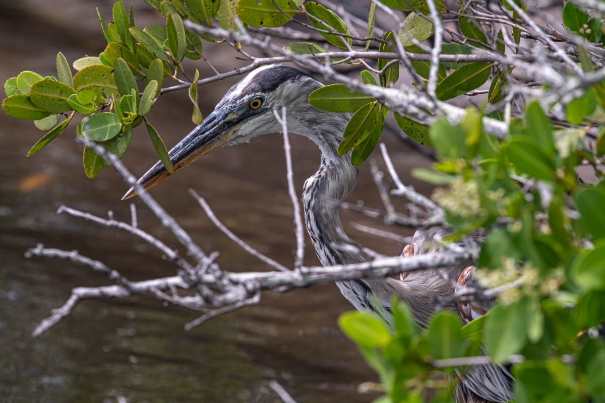 Great Blue Heron (Ardea herodias)