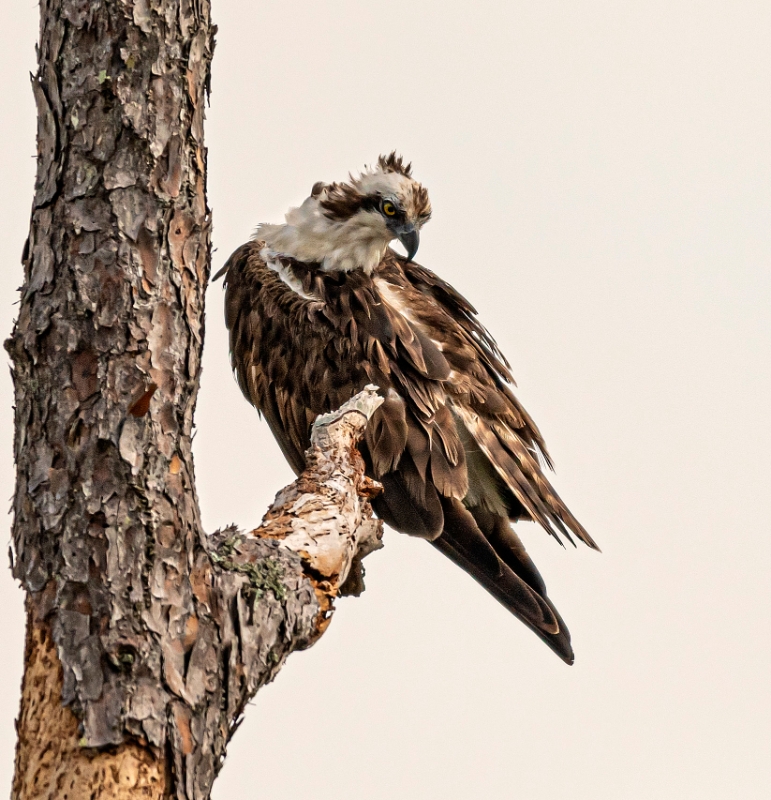 Juvenile Osprey (Pandion haliaetus)