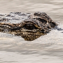 Alligator closeup