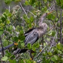 Anhinga (immature) nicknames 'water turkey' and 'snake bird'