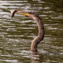 Anhinga (immature) with pierced Fish