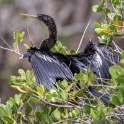 Anhinga drying wings