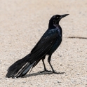 Boat-Tailed Grackle