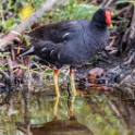 Common Gallinule (Gallinula galeata)