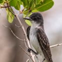 Eastern Kingbird - Tyrannus tyrannus