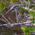 Great Blue Heron (Ardea herodias)