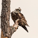 Juvenile Osprey (Pandion haliaetus)