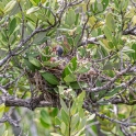 Newborn chicks in nest with snake skin